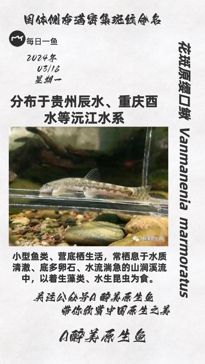 花斑原纓口鰍：分布沅江水系 觀賞魚論壇