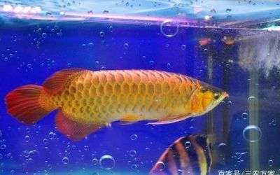 7000萬(wàn)的紅龍魚(yú)視頻：中國(guó)最貴的紅龍魚(yú)