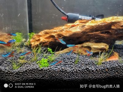 成品魚(yú)缸改原生缸造景視頻：成品魚(yú)缸改原生缸造景的方法和技巧和技巧