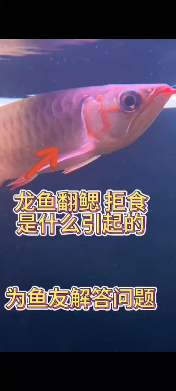 龍魚拒食翻鰓是什么引起的：為什么南美的樹葉這么好看？ 觀賞魚論壇