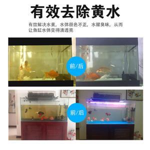 不用清理魚(yú)缸的魚(yú)叫什么名字 魚(yú)缸百科 第3張