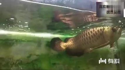 金龍魚太兇了怎么辦：關于金龍魚飼養(yǎng)的注意事項 龍魚百科 第2張