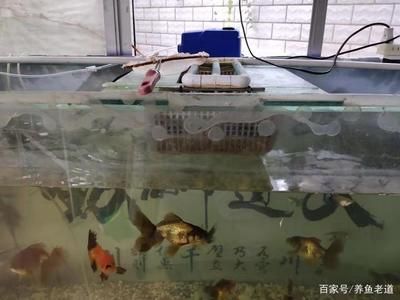 玻璃魚缸漏水補玻璃膠怎么補：玻璃魚缸漏水怎么辦 魚缸百科 第2張