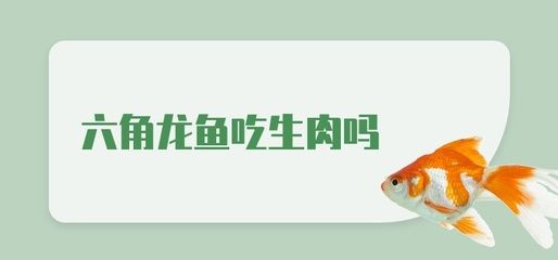 龍魚(yú)吃生肉嗎：龍魚(yú)可以吃生肉嗎， 龍魚(yú)百科 第2張