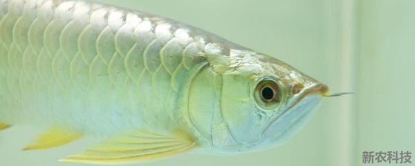 龍魚(yú)吃生肉嗎：龍魚(yú)可以吃生肉嗎， 龍魚(yú)百科 第1張