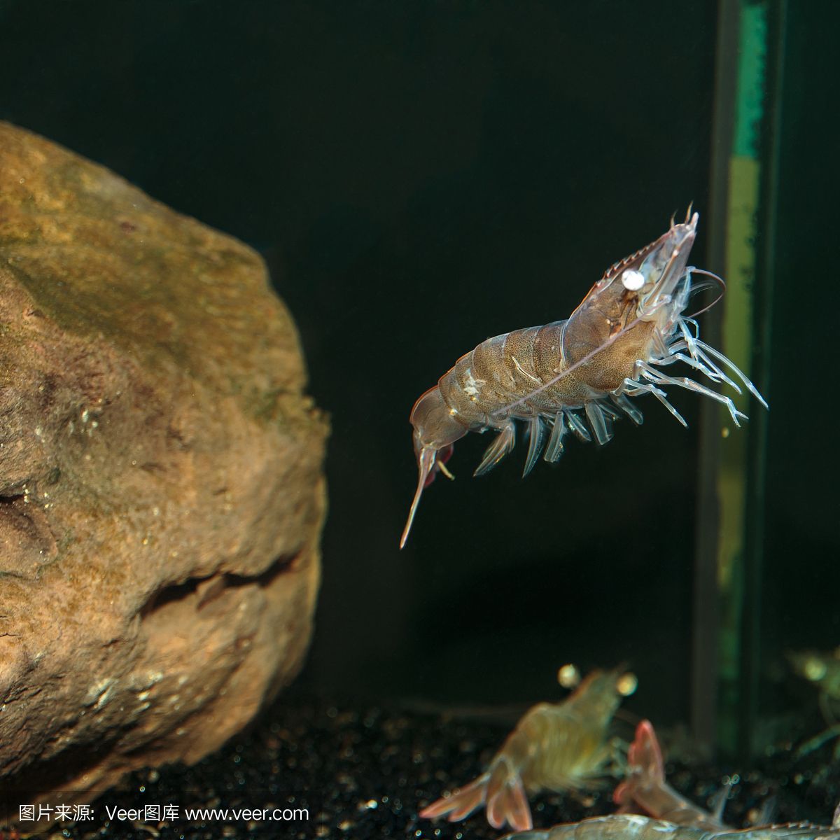 動(dòng)物餐廳魚(yú)缸在哪里買：《動(dòng)物餐廳》水族科技未來(lái)趨勢(shì)隨著科技的進(jìn)步演變 魚(yú)缸百科 第4張