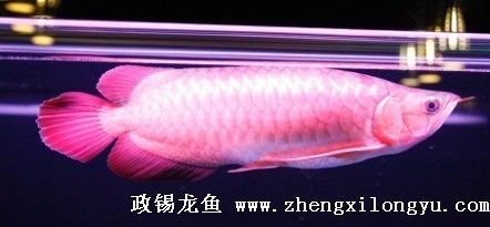 龍魚溫差過(guò)大立鱗會(huì)怎么樣：龍魚溫差過(guò)大立鱗會(huì)怎樣 龍魚百科 第2張