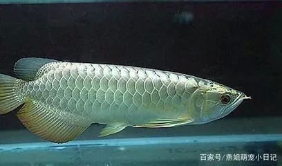 龍魚(yú)的屎是什么顏色：龍魚(yú)的糞便顏色主要取決于它們的食物