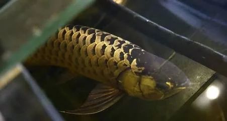 龍魚(yú)的屎是什么顏色：龍魚(yú)的糞便顏色主要取決于它們的食物