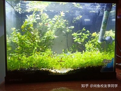 不用水草的魚缸造景好嗎：魚缸造景不一定需要水草