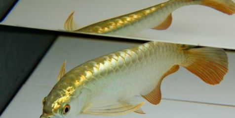 nec龍魚燈官網(wǎng)：nec龍魚燈】百度貼吧】百度貼吧 龍魚百科 第3張