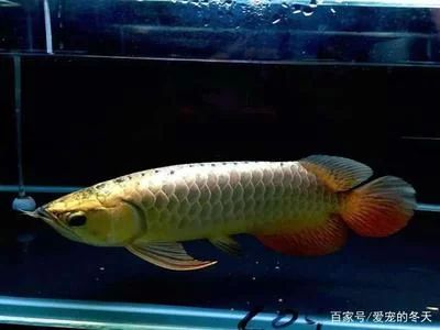 龍魚的水溫是多少度合適養(yǎng)殖 龍魚百科 第1張