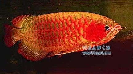 最貴金龍魚排行榜：世界上最貴的觀賞魚——血紅龍魚 龍魚百科 第2張