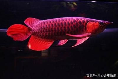 最貴金龍魚排行榜：世界上最貴的觀賞魚——血紅龍魚 龍魚百科 第1張