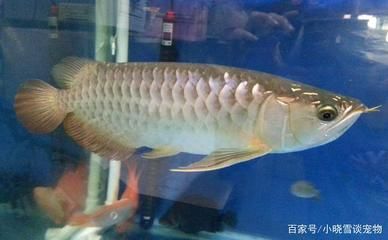 白金龍魚生活在哪里最好：白金龍魚最適合生活在水質(zhì)清澈、硬度適中、硬度適中 龍魚百科 第2張