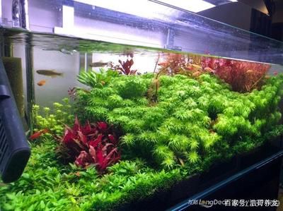 金龍魚魚缸造景教程圖：關(guān)于金龍魚魚缸造景的一些建議