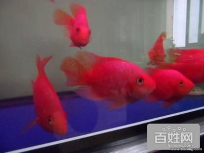 大興魚缸賣魚缸的地方：北京大興區(qū)魚缸定制與保養(yǎng)介紹魚缸定制與保養(yǎng)介紹 魚缸百科 第3張