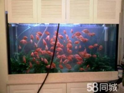 大興魚缸賣魚缸的地方：北京大興區(qū)魚缸定制與保養(yǎng)介紹魚缸定制與保養(yǎng)介紹 魚缸百科 第4張