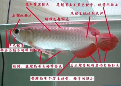 龍魚鱗片有紅斑：龍魚鱗片上出現(xiàn)紅斑可能是由于多種原因引起的，以下是幾種原因 龍魚百科 第1張