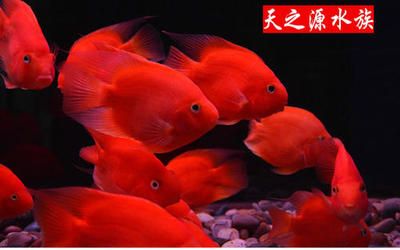 1.8米魚(yú)缸養(yǎng)多少條發(fā)財(cái)魚(yú)：1.8米魚(yú)缸養(yǎng)多少條發(fā)財(cái)魚(yú)1.8米魚(yú)缸養(yǎng)多少條發(fā)財(cái)魚(yú) 魚(yú)缸百科 第2張