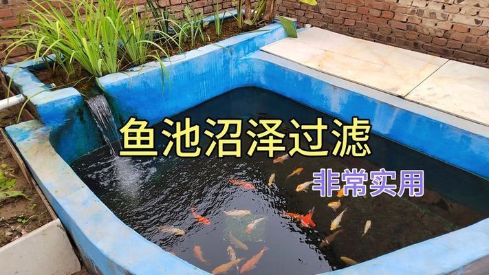 大水缸做魚缸沼澤過濾 魚缸百科 第3張