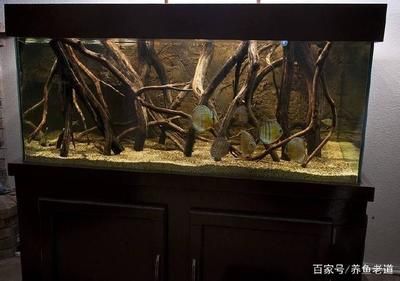 沉木魚缸適合養(yǎng)什么魚好養(yǎng)活 魚缸百科 第2張