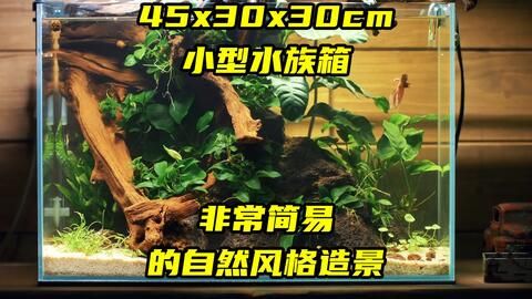 沉木魚缸適合養(yǎng)什么魚好養(yǎng)活 魚缸百科 第3張