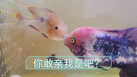 搬運魚缸時碰壞了,柜子完好,光買缸子可以么？：魚缸在搬運過程中損壞了怎么辦？ 魚缸百科 第1張