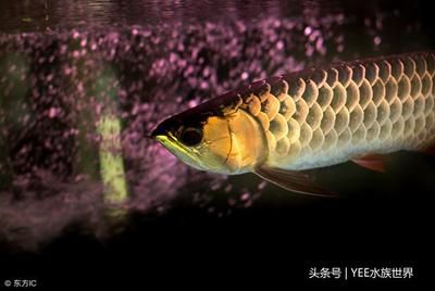 金龍魚(yú)突然跳缸是什么意思：金龍魚(yú)突然跳缸是什么原因 龍魚(yú)百科 第3張