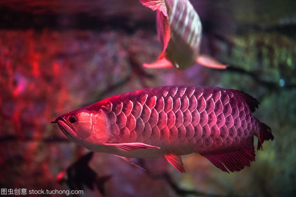 觀賞紅龍魚的說說文案怎么寫：紅龍魚被譽為“水中的活化石”，被譽為“水中的活化石” 龍魚百科 第1張