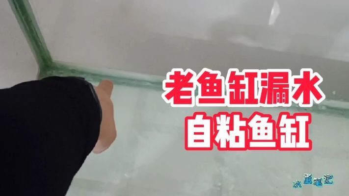 大魚缸漏水了人進不去怎么修補視頻：大魚缸漏水怎么辦？ 魚缸百科 第4張