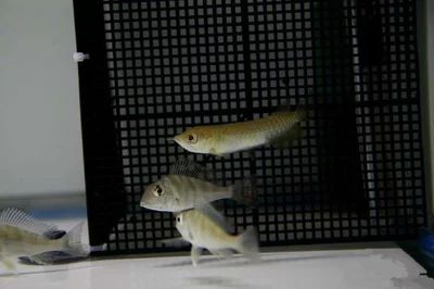 龍魚(yú)多久可以繁殖一次：龍魚(yú)的繁殖周期取決于其種類(lèi)和個(gè)體的成熟程度和成熟程度