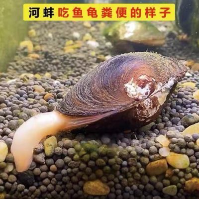 貝殼能凈化魚缸水質(zhì)嗎：貝殼可以凈化魚缸水質(zhì)嗎？ 魚缸百科 第1張