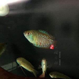 黃曼龍魚發(fā)黑：黃曼龍魚為什么會發(fā)黑？ 龍魚百科 第1張