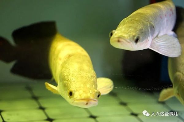 大興黃村哪里有賣魚(yú)缸的店子：在大興黃村尋找售賣魚(yú)缸的店鋪 魚(yú)缸百科 第4張