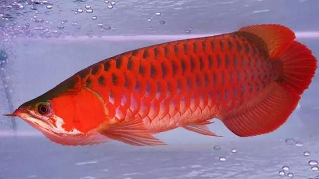 紅龍魚(yú)鱗片底色是什么：紅龍魚(yú)的鱗片底色 龍魚(yú)百科 第1張