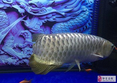 大金龍魚價(jià)格多少錢一條：大金龍魚價(jià)格多少錢一條大金龍魚價(jià)格多少錢一條