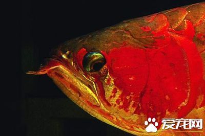 龍魚突眼蒙眼怎么治療：龍魚突眼和蒙眼怎么治療 龍魚百科 第3張