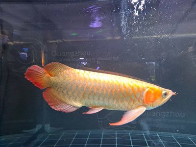 出售金龍魚(yú)觀賞魚(yú)違法嗎 龍魚(yú)百科 第3張