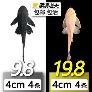 金龍魚清道夫大?。呵宓婪螋~和金龍魚可以一起混養(yǎng)但需要注意的條件和策略