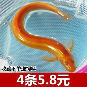 金龍魚清道夫大?。呵宓婪螋~和金龍魚可以一起混養(yǎng)但需要注意的條件和策略