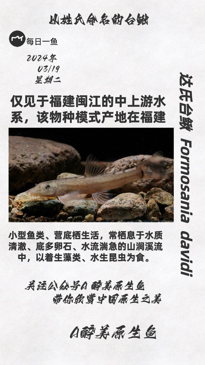 達(dá)氏臺鰍：分布在福建閩江 觀賞魚論壇