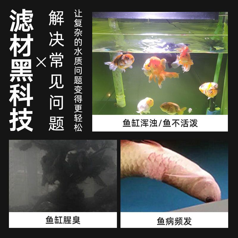 春季魚缸魚病防治：春季魚病如何防治 魚缸百科 第1張