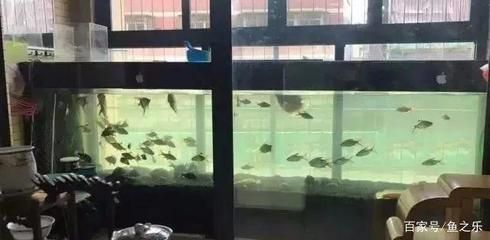 龍魚多大缸可以養(yǎng)小魚：龍魚的飼養(yǎng)技巧