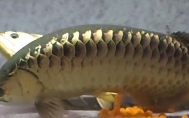 金龍魚(yú)的卵：關(guān)于金龍魚(yú)卵的一些詳細(xì)信息 龍魚(yú)百科 第1張