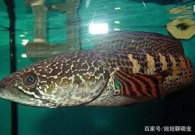 龍魚蒙眼治療方法有哪些：龍魚蒙眼治療方法 龍魚百科 第2張