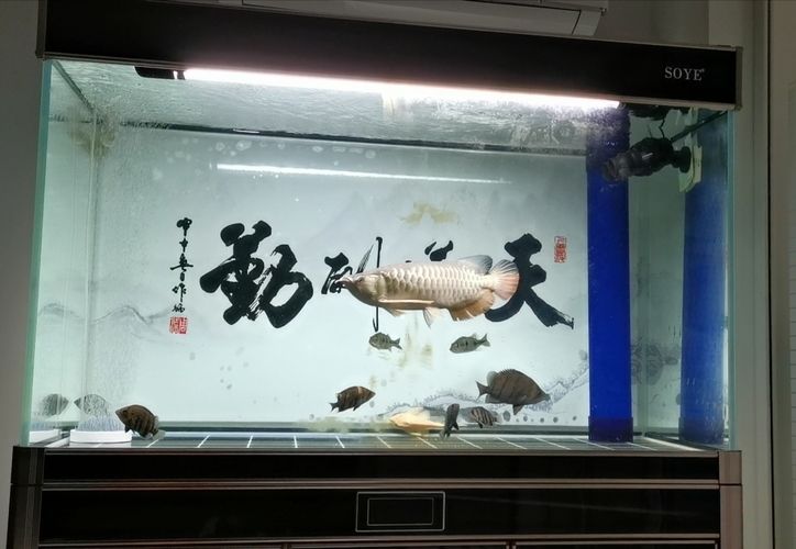 龍魚用青霉素鈉的作用是什么：龍魚使用青霉素鈉的作用是什么 龍魚百科 第1張