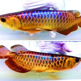 金龍魚(yú)幼苗吃什么？：金龍魚(yú)幼苗吃什么 龍魚(yú)百科 第1張