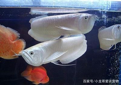 養(yǎng)銀龍魚溫度多少適宜：養(yǎng)銀龍魚最適宜的溫度范圍是24-28℃,24-[需手動填充] 龍魚百科 第1張