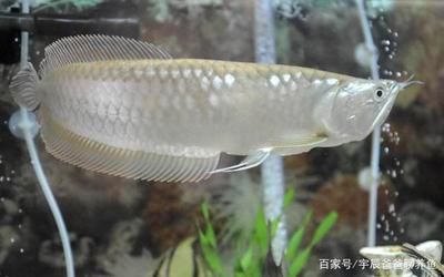 養(yǎng)銀龍魚溫度多少適宜：養(yǎng)銀龍魚最適宜的溫度范圍是24-28℃,24-[需手動填充] 龍魚百科 第3張